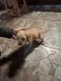 Кокер   шпаньол, снимка 3