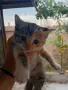 Подарявам котенца, снимка 2