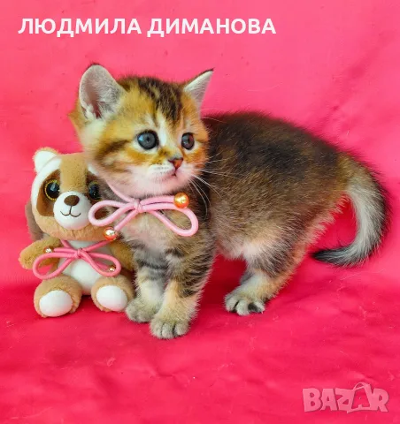 Златна чинчила момиче , снимка 3 - Британска късокосместа - 56577921
