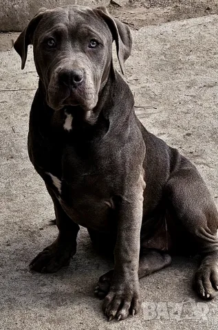 Американско Були Хл American bully Xl , снимка 3 - Питбул - 56611521