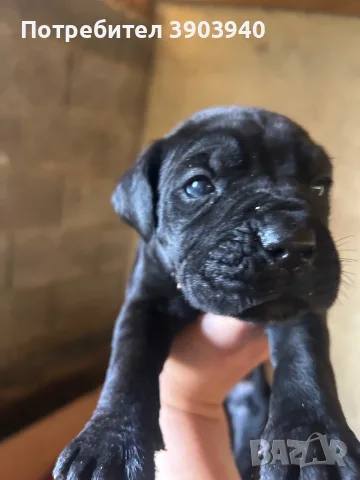 Продавам кученца Кане корсо