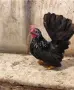 Продавам Шабо чифт, снимка 1