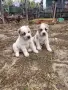 ПО ДОГОВАРЯНЕ! Малки алабайчета, снимка 1