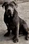 Американско Були Хл American bully Xl , снимка 3