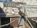Продавам пауни Арлекини и индийски, снимка 2