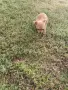 Чистокръвни пинчери !, снимка 2