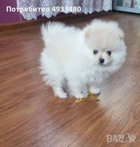 СНЕЖНОБЯЛ ПОМЕРАН , снимка 2 - Померан - 56634493
