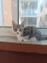 Подаряват се три спасени малки котенца, снимка 13