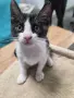 Подарявам котенца, снимка 6