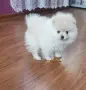 СНЕЖНОБЯЛ ПОМЕРАН , снимка 2