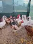 Млади петлета софия , снимка 2