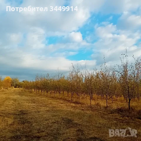 Масив био-сини сливи 36 дка, снимка 3 - Земеделска земя - 55260440