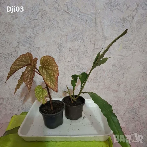 Комплект Бегония и Епифилиум, снимка 3 - Стайни растения - 56570079