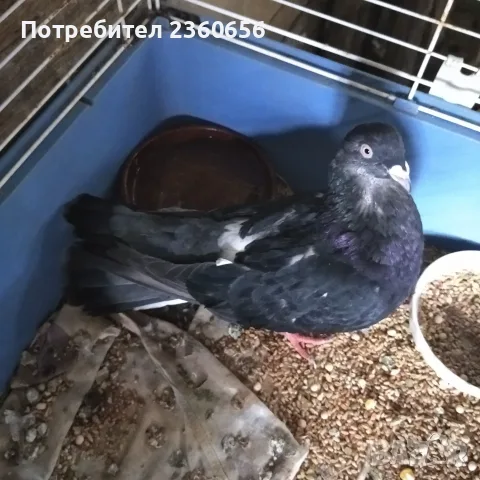 ГЪЛЪБ Казанлъшка порода, снимка 5 - Гълъби - 56227013