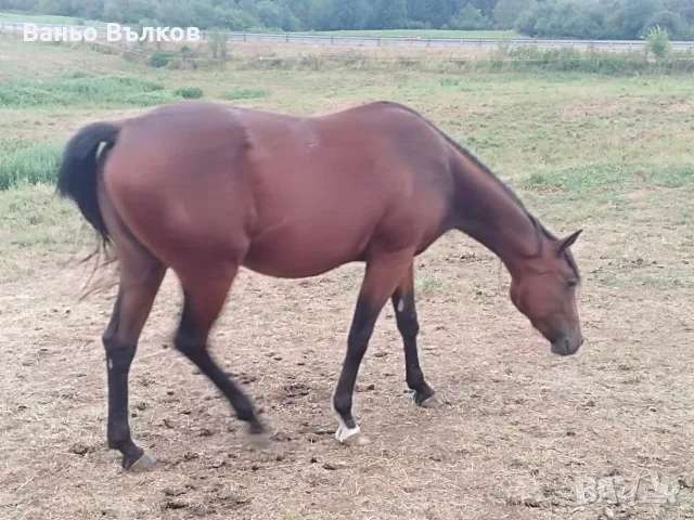 Продавам кобила Куотър хорс 