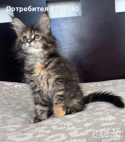 Maine Coon Kittens, снимка 2 - Мейн кун - 56606562