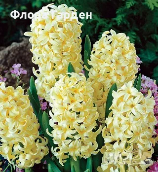 Луковици ЗЮМБЮЛ, снимка 2 - Градински цветя и растения - 56578809