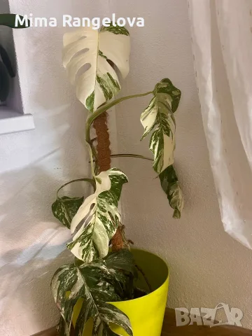 Monstera Deliciosa Albo Variegata