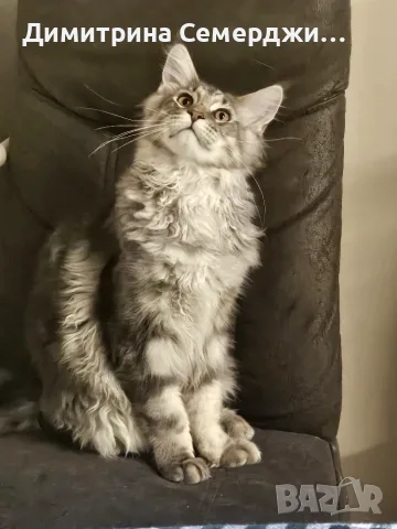 Мейн куун котенца , снимка 3 - Мейн кун - 56331442