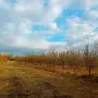 Масив био-сини сливи 36 дка, снимка 3