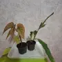 Комплект Бегония и Епифилиум, снимка 3