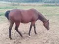 Продавам кобила Куотър хорс , снимка 1