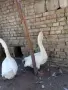 Холмогорски Гъски, снимка 3