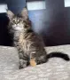 Maine Coon Kittens, снимка 2