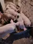 Домашни прасета, снимка 3