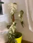 Monstera Deliciosa Albo Variegata, снимка 1