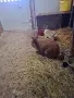 Женски заек 6м., снимка 1