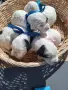 Кученца английски сетер, снимка 1