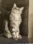 Мейн куун котенца , снимка 3