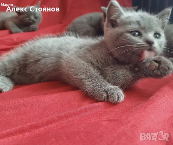 Британска котка, снимка 2 - Британска късокосместа - 56601744