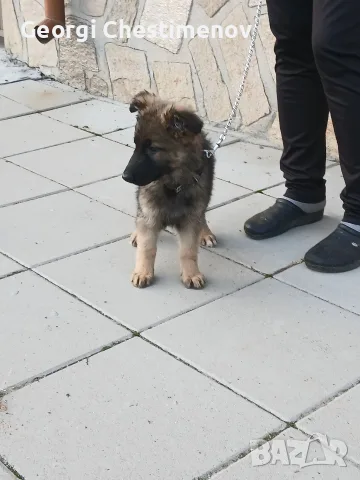Две момичета немски овчарки!, снимка 10 - Немска овчарка - 56584078