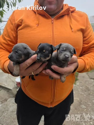 Продават се мини пинчери 5 женски и едно мъжко!