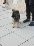 Две момичета немски овчарки!, снимка 10