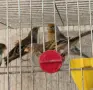 Калдарински хибриди, снимка 2