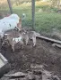 Продавам малки яренца , снимка 5