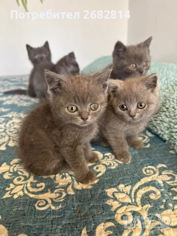 Британски котенца, снимка 3 - Британска късокосместа - 56593849