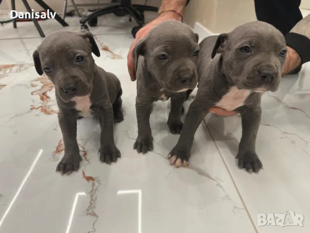 Питбул Блу нос/ Pitbull Blue nose, снимка 9 - Питбул - 56749748