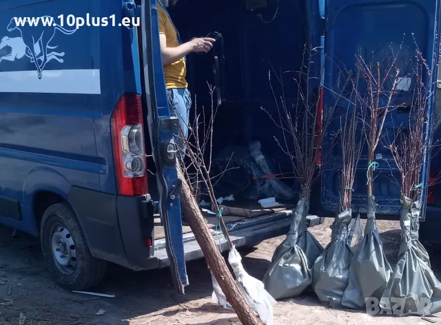 Овощен Разсадник - 10plus1, снимка 3 - Градински цветя и растения - 56737601
