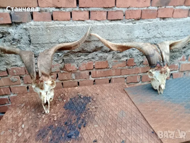 рога от пръч ,козел, снимка 2 - Колекции - 56657361