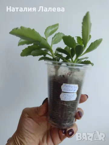 Каланхое, kalanchoe wendy Tinker Bell, снимка 3 - Стайни растения - 56665887