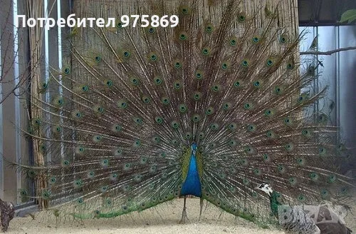 Продавам 4 броя мъжки пауни