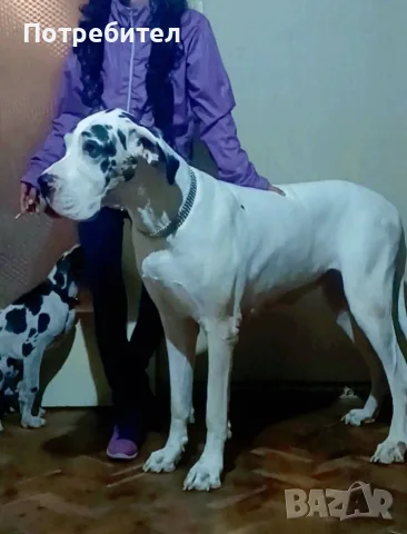 Немски дог Great dane, снимка 5 - Немски дог - 56631098