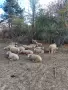 продавам ил дьо франс мъжки, снимка 2