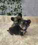 чихуахуа момиченце , снимка 6