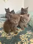 Британски котенца, снимка 3