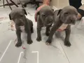 Питбул Блу нос/ Pitbull Blue nose, снимка 9